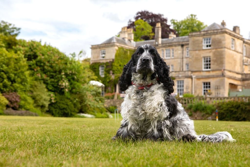 WeAcceptPets's tweet photo. πΎ Burleigh Court Hotel Guest Review πΎ
"We had the most amazing weekend at Burleigh Court Hotel. So customer-focused & dog-friendly too! The rooms were lovely & the food exquisite. You wonβt be disappointed!"
Accepts πΆ π
https://t.co/euCMEqWWCr
#GuestReview #Hotel #Dogs https://t.co/hSqeMNlld7