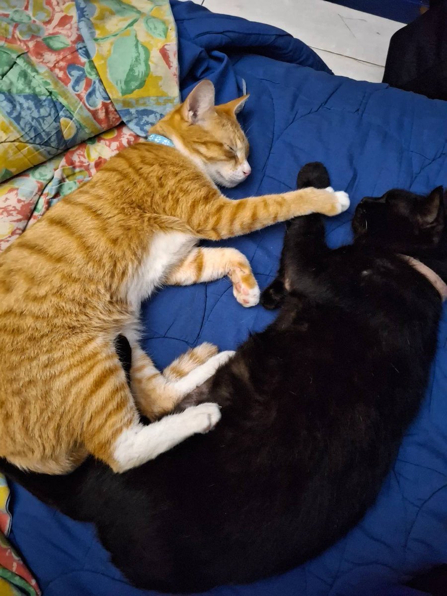ppdstr's tweet photo. *CAT SITTER AREA BEKASI TIMUR*
halo gusyyy (dengan nada mpok bebih), buat kalian yang suka berpergi pergian dan gatau mau titip ke siapaa aku lgi buka bookingan untuk cat sitter nichhh. Untuk jobdesk dan harga sudah tertera di flyer, https://t.co/uxvjBh7Pi2