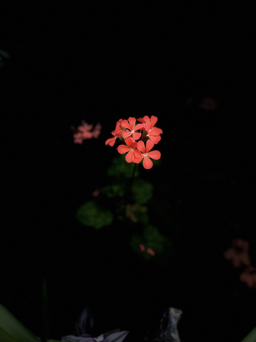 ErolPhotog15142's tweet photo. Another Friday.. another flowerday..

#flowerday #flower #shotoniphone #photo https://t.co/O5mNBojZw6