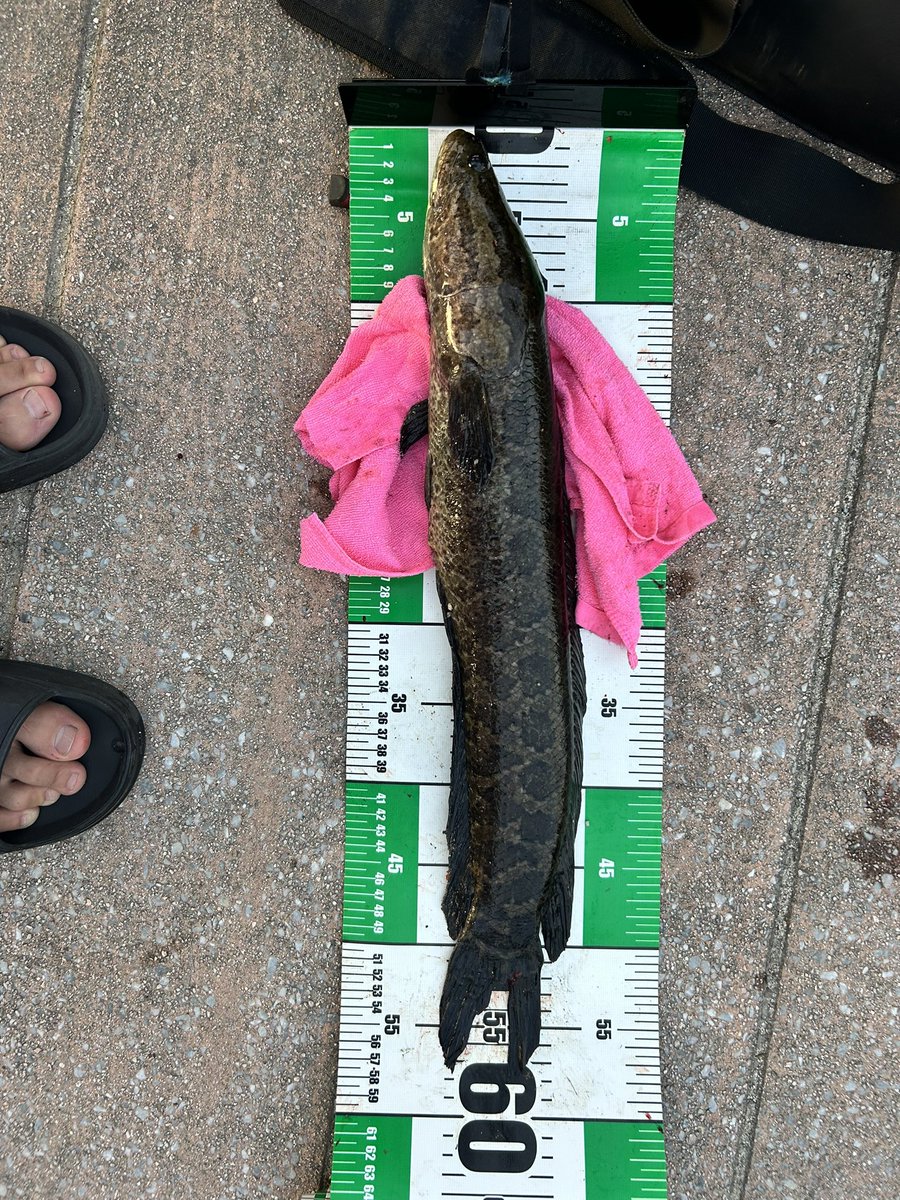 tapitapioka0407's tweet photo. 会社の近くの水路で7月最後の🐟 https://t.co/obeAjw1LgK
