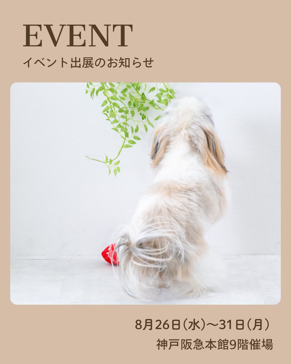 Mainichi_mark's tweet photo. 来月8月26日から31日まで、神戸阪急本館にて開催される「まるごと猫フェスティバル2026 in 神戸」に毎日マークが出展します🌻

猫好きの方にはおなじみの"まるごと猫フェスティバル"✨
現在、イベントに向けて少しずつ準備を進めています😊

詳しくはあらためてお知らせしますのでお楽しみに🎶 https://t.co/cCBRBE8fu8