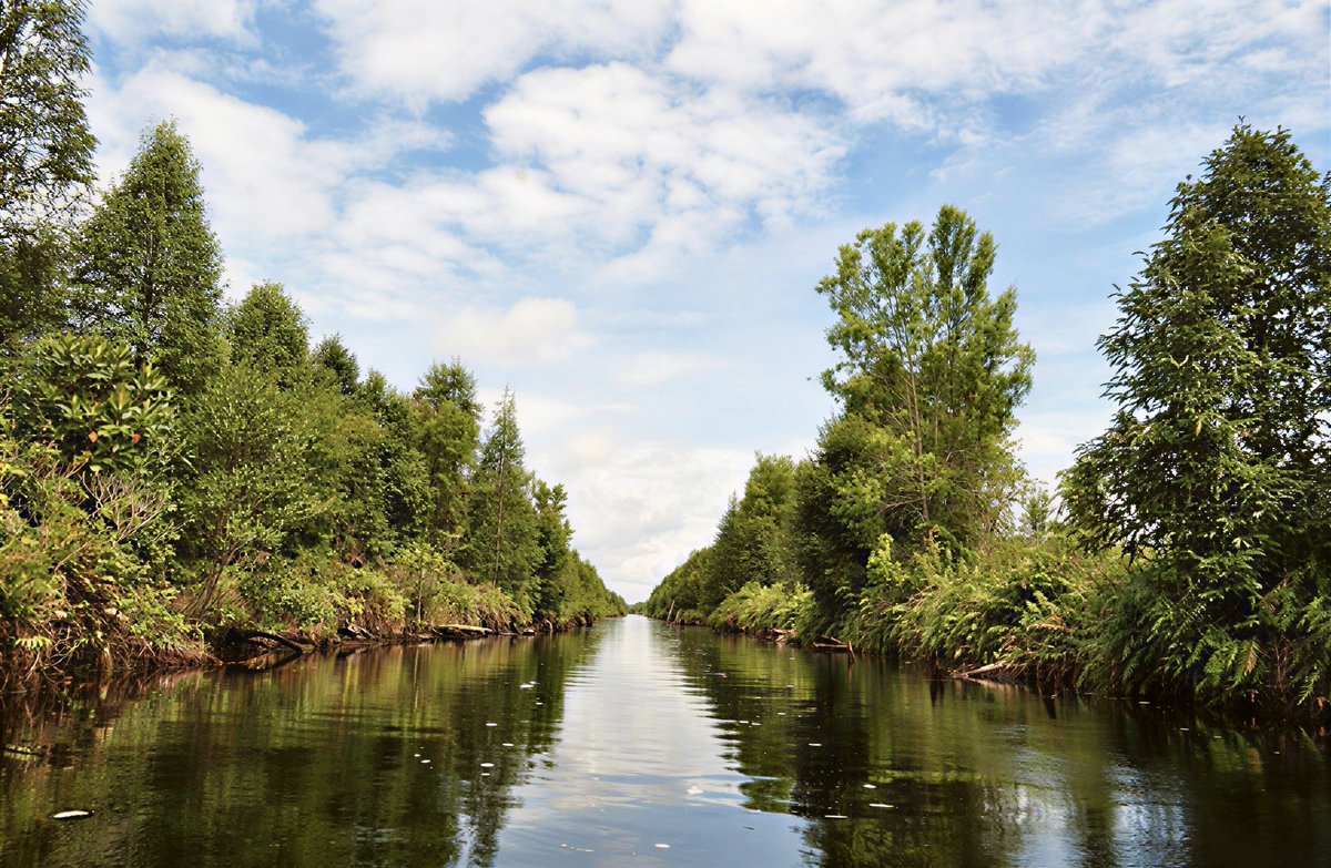 RavenweX's tweet photo. Kalau lihat sungai yang airnya hitam...

Kebanyakan orang langsung mikir, "Wah, pasti tercemar."

Padahal, di Indonesia ada sungai yang memang berwarna hitam sejak dulu. Dan justru itu tanda kalau ekosistemnya masih alami.

Warna hitam itu bukan berasal dari limbah.

Melainkan dari zat alami bernama tanin, yaitu senyawa yang keluar saat daun, ranting, dan sisa tumbuhan membusuk di hutan rawa gambut.

Air yang mengalir melewati kawasan gambut akan melarutkan tanin dalam jumlah besar. Hasilnya, air berubah menjadi cokelat tua sampai tampak hitam seperti teh yang sangat pekat.

Fenomena ini banyak dijumpai di Sumatra, Kalimantan, hingga Papua.

Meski terlihat gelap, air seperti ini sering kali justru sangat jernih. Kalau diambil ke dalam gelas bening, kamu masih bisa melihat menembusnya.

Karena bersifat asam dan miskin nutrisi, gak semua makhluk hidup bisa bertahan di sana.

Tapi justru kondisi itu membuat sungai air hitam menjadi rumah bagi berbagai spesies yang sudah beradaptasi selama ribuan tahun.

Jadi, gak semua sungai hitam berarti rusak.

Kadang, warna yang kelihatannya paling "kotor" justru adalah tanda bahwa alamnya masih bekerja seperti seharusnya.