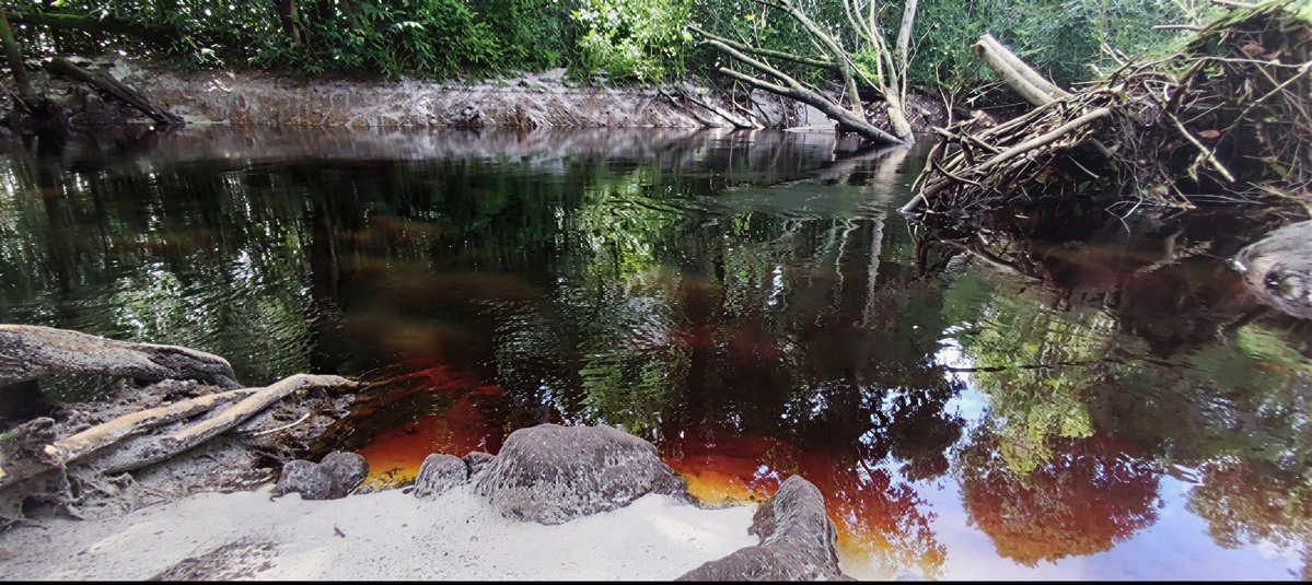 RavenweX's tweet photo. Kalau lihat sungai yang airnya hitam...

Kebanyakan orang langsung mikir, "Wah, pasti tercemar."

Padahal, di Indonesia ada sungai yang memang berwarna hitam sejak dulu. Dan justru itu tanda kalau ekosistemnya masih alami.

Warna hitam itu bukan berasal dari limbah.

Melainkan dari zat alami bernama tanin, yaitu senyawa yang keluar saat daun, ranting, dan sisa tumbuhan membusuk di hutan rawa gambut.

Air yang mengalir melewati kawasan gambut akan melarutkan tanin dalam jumlah besar. Hasilnya, air berubah menjadi cokelat tua sampai tampak hitam seperti teh yang sangat pekat.

Fenomena ini banyak dijumpai di Sumatra, Kalimantan, hingga Papua.

Meski terlihat gelap, air seperti ini sering kali justru sangat jernih. Kalau diambil ke dalam gelas bening, kamu masih bisa melihat menembusnya.

Karena bersifat asam dan miskin nutrisi, gak semua makhluk hidup bisa bertahan di sana.

Tapi justru kondisi itu membuat sungai air hitam menjadi rumah bagi berbagai spesies yang sudah beradaptasi selama ribuan tahun.

Jadi, gak semua sungai hitam berarti rusak.

Kadang, warna yang kelihatannya paling "kotor" justru adalah tanda bahwa alamnya masih bekerja seperti seharusnya.