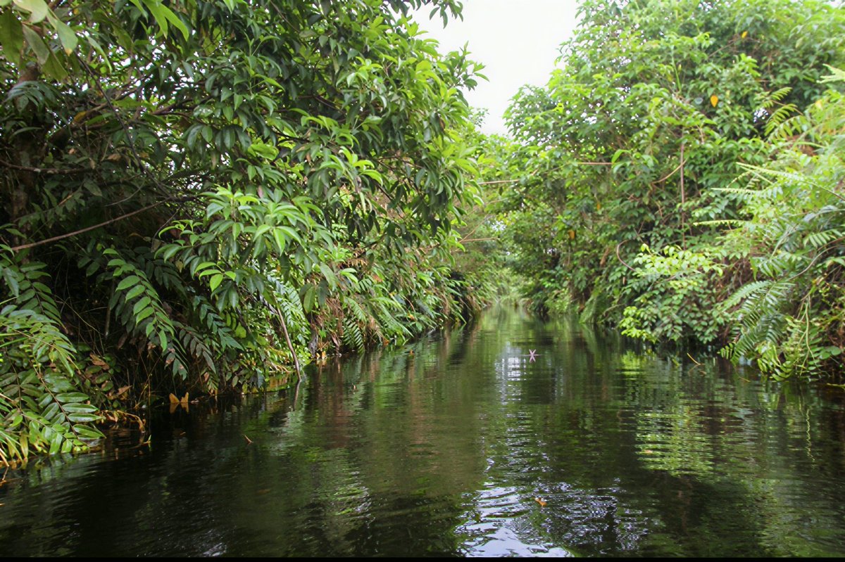 RavenweX's tweet photo. Kalau lihat sungai yang airnya hitam...

Kebanyakan orang langsung mikir, "Wah, pasti tercemar."

Padahal, di Indonesia ada sungai yang memang berwarna hitam sejak dulu. Dan justru itu tanda kalau ekosistemnya masih alami.

Warna hitam itu bukan berasal dari limbah.

Melainkan dari zat alami bernama tanin, yaitu senyawa yang keluar saat daun, ranting, dan sisa tumbuhan membusuk di hutan rawa gambut.

Air yang mengalir melewati kawasan gambut akan melarutkan tanin dalam jumlah besar. Hasilnya, air berubah menjadi cokelat tua sampai tampak hitam seperti teh yang sangat pekat.

Fenomena ini banyak dijumpai di Sumatra, Kalimantan, hingga Papua.

Meski terlihat gelap, air seperti ini sering kali justru sangat jernih. Kalau diambil ke dalam gelas bening, kamu masih bisa melihat menembusnya.

Karena bersifat asam dan miskin nutrisi, gak semua makhluk hidup bisa bertahan di sana.

Tapi justru kondisi itu membuat sungai air hitam menjadi rumah bagi berbagai spesies yang sudah beradaptasi selama ribuan tahun.

Jadi, gak semua sungai hitam berarti rusak.

Kadang, warna yang kelihatannya paling "kotor" justru adalah tanda bahwa alamnya masih bekerja seperti seharusnya.