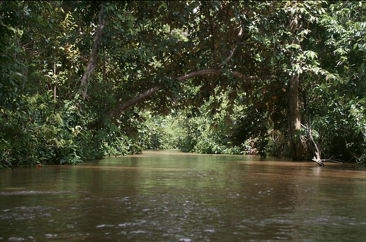 RavenweX's tweet photo. Kalau lihat sungai yang airnya hitam...

Kebanyakan orang langsung mikir, "Wah, pasti tercemar."

Padahal, di Indonesia ada sungai yang memang berwarna hitam sejak dulu. Dan justru itu tanda kalau ekosistemnya masih alami.

Warna hitam itu bukan berasal dari limbah.

Melainkan dari zat alami bernama tanin, yaitu senyawa yang keluar saat daun, ranting, dan sisa tumbuhan membusuk di hutan rawa gambut.

Air yang mengalir melewati kawasan gambut akan melarutkan tanin dalam jumlah besar. Hasilnya, air berubah menjadi cokelat tua sampai tampak hitam seperti teh yang sangat pekat.

Fenomena ini banyak dijumpai di Sumatra, Kalimantan, hingga Papua.

Meski terlihat gelap, air seperti ini sering kali justru sangat jernih. Kalau diambil ke dalam gelas bening, kamu masih bisa melihat menembusnya.

Karena bersifat asam dan miskin nutrisi, gak semua makhluk hidup bisa bertahan di sana.

Tapi justru kondisi itu membuat sungai air hitam menjadi rumah bagi berbagai spesies yang sudah beradaptasi selama ribuan tahun.

Jadi, gak semua sungai hitam berarti rusak.

Kadang, warna yang kelihatannya paling "kotor" justru adalah tanda bahwa alamnya masih bekerja seperti seharusnya.