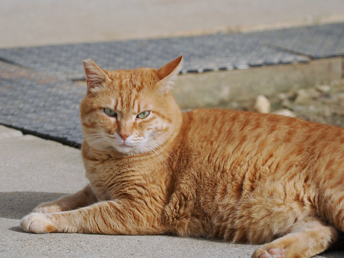zk3922's tweet photo. 🐈️貫���と可愛さの大渋滞♥️♥️♥️

【名古屋】 #ねこ https://t.co/7CWJ3maQPt