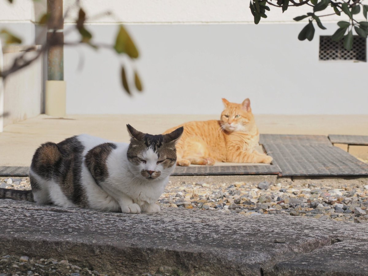 zk3922's tweet photo. 🐈️貫���と可愛さの大渋滞♥️♥️♥️

【名古屋】 #ねこ https://t.co/7CWJ3maQPt