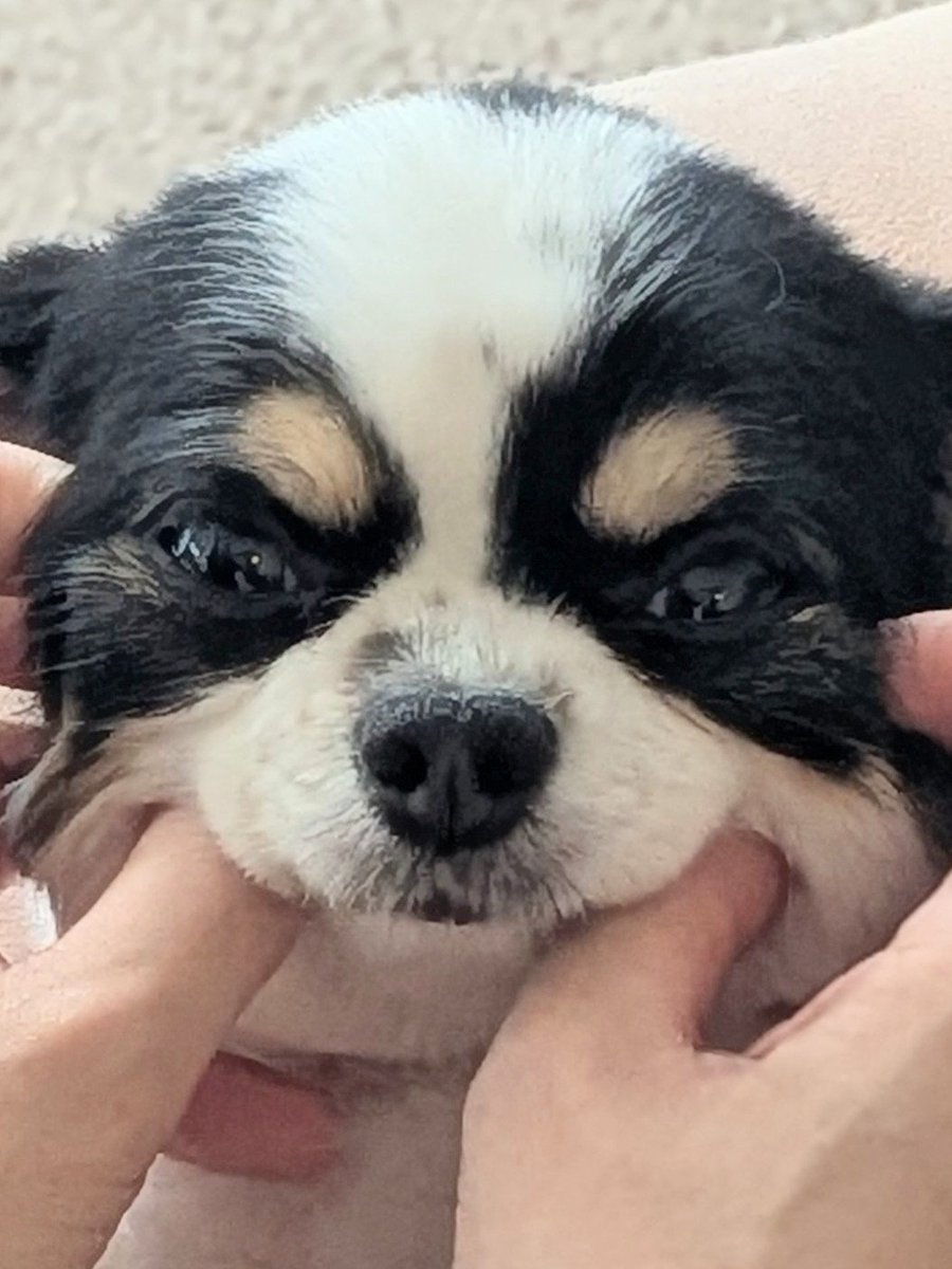 犬用 (@Y6w1erIZKKgi9fE) on X