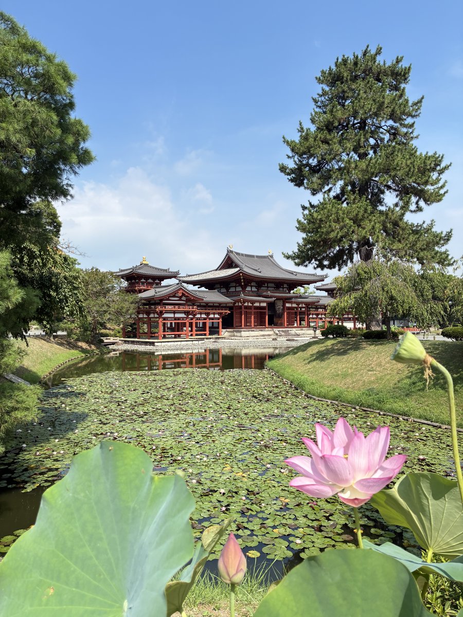 Happy_KYOTO's tweet photo. 連日厳しい猛暑が続きますが、
皆様いかがお過ごしでしょうか。
国宝平等院鳳凰堂では8月頃まで蓮が見頃です。
京都にお越しの際は、ぜひお立ち寄りください♪ https://t.co/fdV3lXAcgF