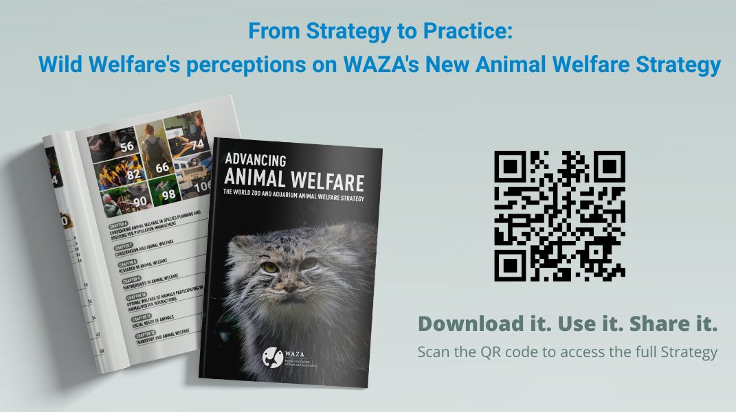 waza's tweet photo. 💡@WildWelfare's Dave Morgan, Margaret Whittaker and Simon Marsh share their perspectives on the 2025 WAZA Animal Welfare Strategy and its potential to drive meaningful improvements across the global zoo and aquarium community.

🔎 Read the full blog: https://t.co/xlLFGz7RPS https://t.co/oGjga532dm