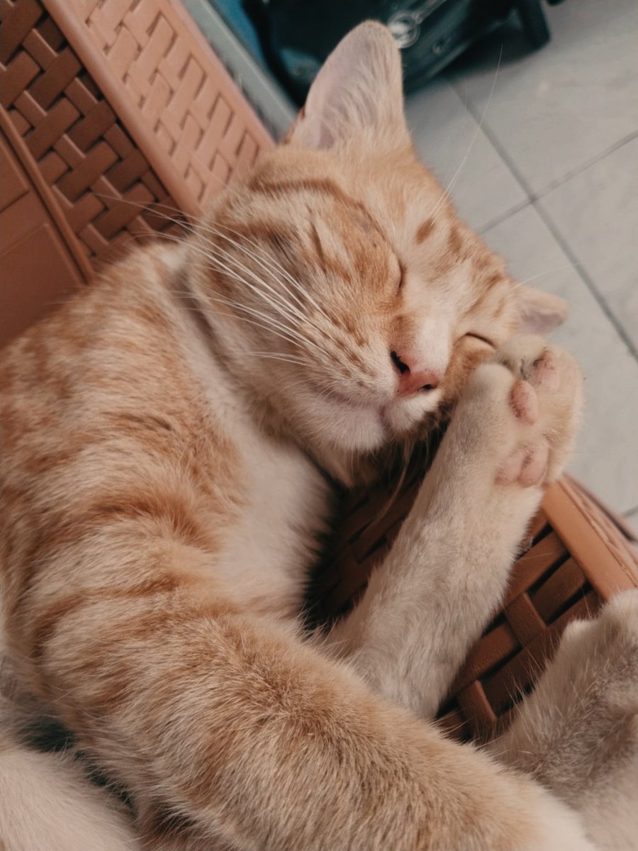 YearnToMoon's tweet photo. Sayangku. 🧡 https://t.co/5HTEDuj7MN
