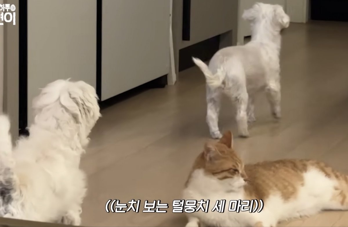 gitging0111's tweet photo. 진짜 치트키가 다나왔네 🫶
채머니 아푸지 마세요 ㅠㅠ https://t.co/058SHbttdY
