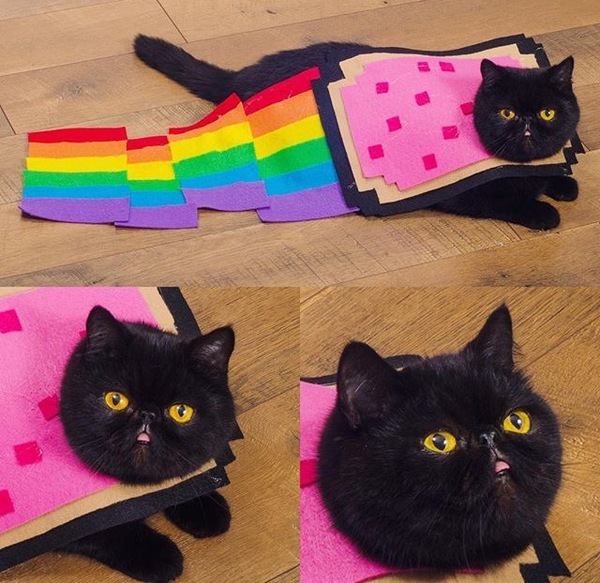 NyanCat's tweet photo. ✨ https://t.co/jfdFK3V1YC