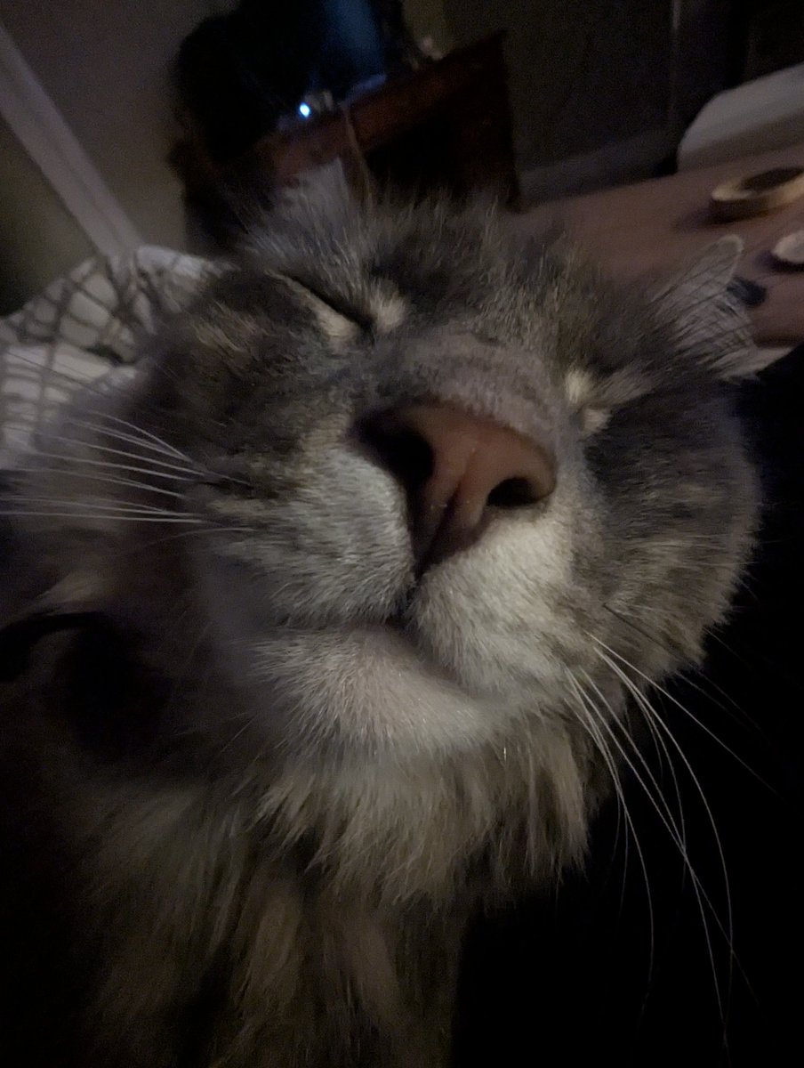 Jesspx_'s tweet photo. My eepy girl https://t.co/qRWE48A0Ia