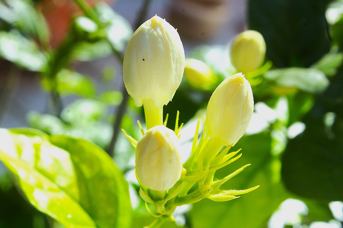 Karthik59793109's tweet photo. Jasmine Flower Buds #jasmineflowerbuds #whitebuds #budsphotography #flowerphotography #flowerphotographer #naturephotography #naturephotographer #naturephoto #naturebeauty #natureportrait https://t.co/MKvEhAxTdh