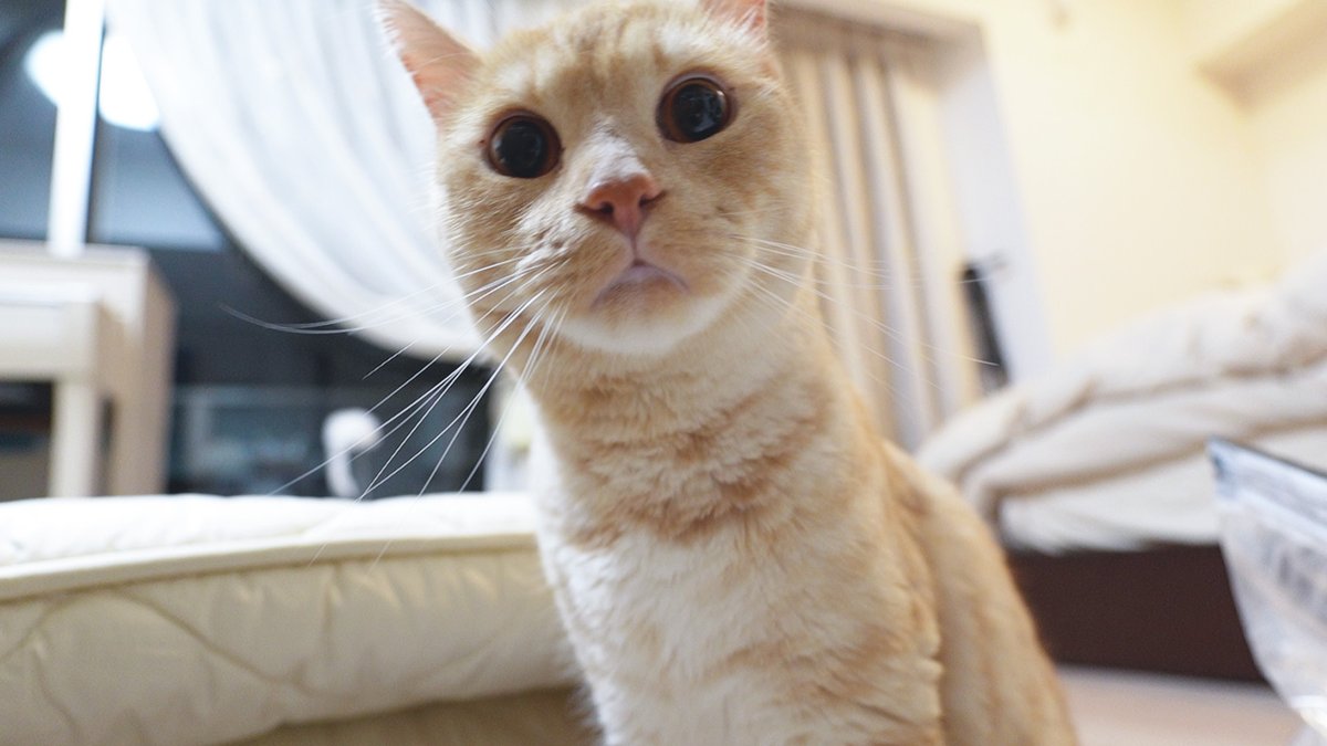 Solathacat's tweet photo. ふとん圧縮袋が･･･

悪い顔😼

https://t.co/pAmiP3YNom

#猫のSola
#猫動画
#猫好きさんと繋がりたい
#猫のいる暮らし https://t.co/ZaHiISDVEL