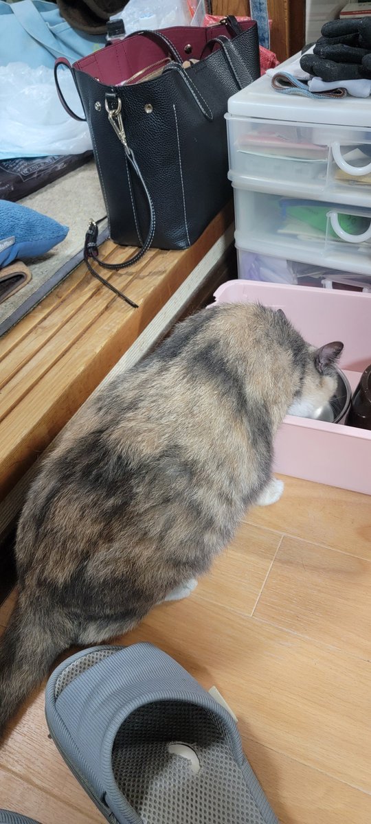 mu__1113's tweet photo. シー出てきました！
今はビクビクしながらも水を飲んでます
屋根裏に居たせいか、体もかなり熱くなっていましたが、今はエアコンのある部屋で一緒に過ごしております
皆さん拡散ありがとうございました！
私たち家族が、やっと揃いました
皆さんには感謝しかありません
本当にありがとうございました！ https://t.co/7LWpkhvKHq