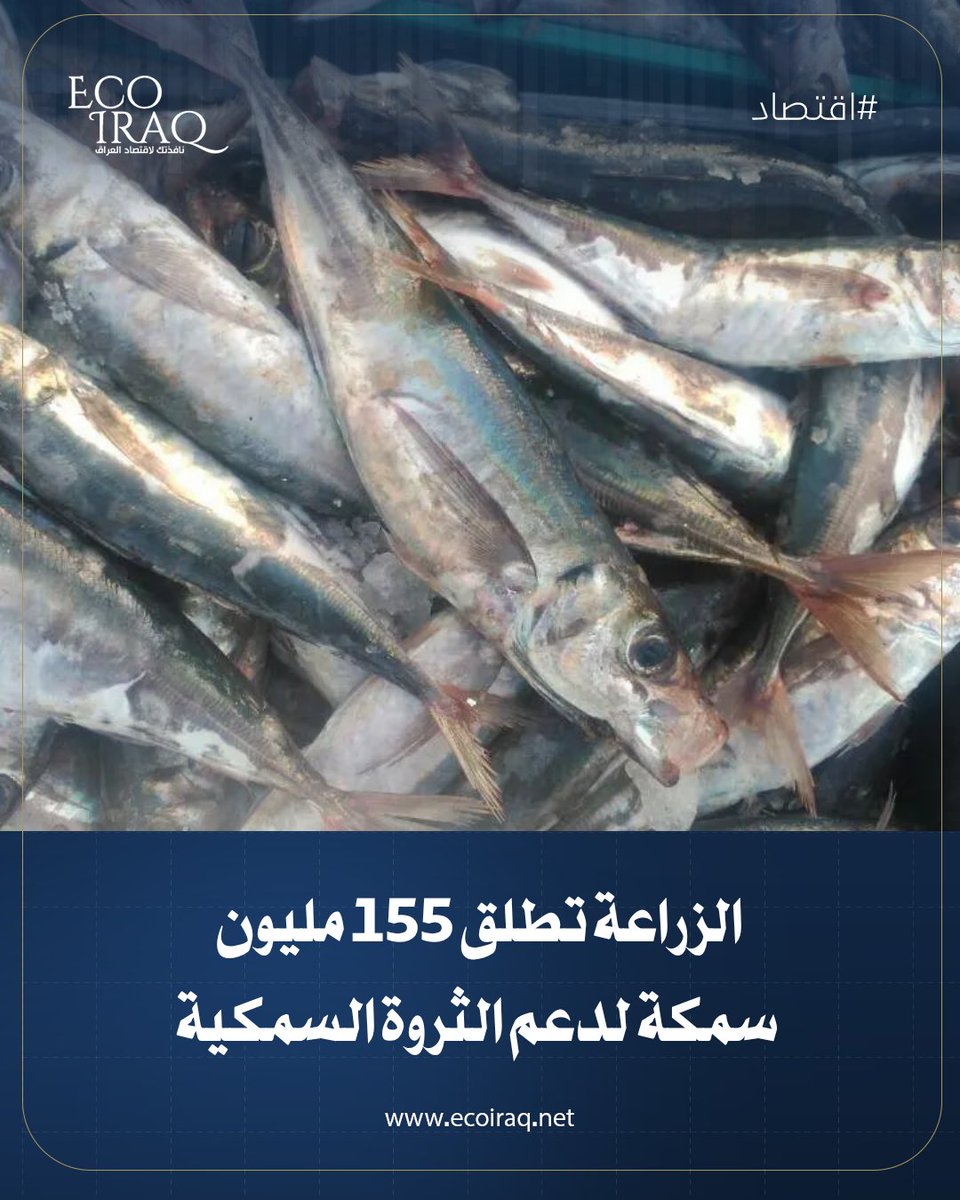 ECOIRAQ's tweet photo. افتتحت وزارة الزراعة، اليوم الجمعة، برنامجها السنوي لدعم وتنمية الثروة السمكية بإطلاق 155 مليون سمكة، مسجلةً زيادة بنسبة 65 بالمئة مقارنة بالعام الماضي.
https://t.co/P4MpSWDn5M https://t.co/qBPRw76K6K