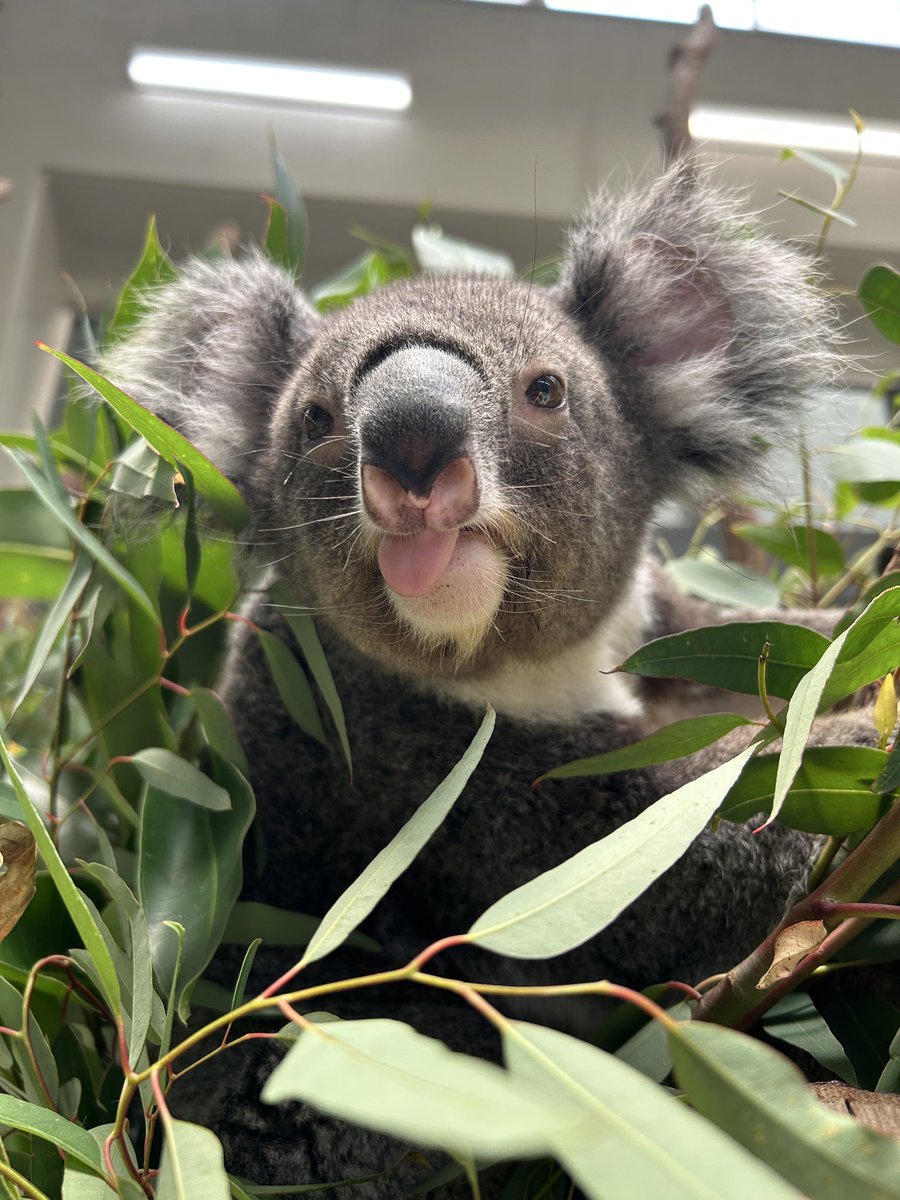 englandhill_zoo's tweet photo. ナギ3歳のお誕生日おめでとう♪🎉
今年も一年健やかに穏やかに過ごそうね
お誕生日イベントは明日も開催いたします
ぜひナギたちに会いに来てください@(・●・)@
#コアラ #ナギ https://t.co/sJoL1NL62a