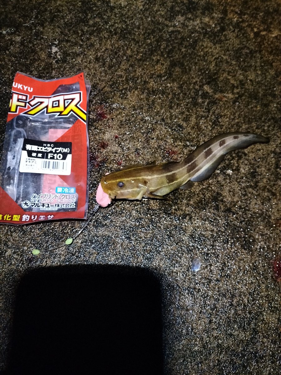 85xdanna's tweet photo. 帰りの船待ち中に例のニュース来てなんか投稿の機を見失っちゃったよ

1.本日の足元
2.根掛かりに見せかけたタマンの罠
3.今思えば次回の餌にすればと
4.ハイブリッドクロス初獲物 https://t.co/FGoPXtP8MJ