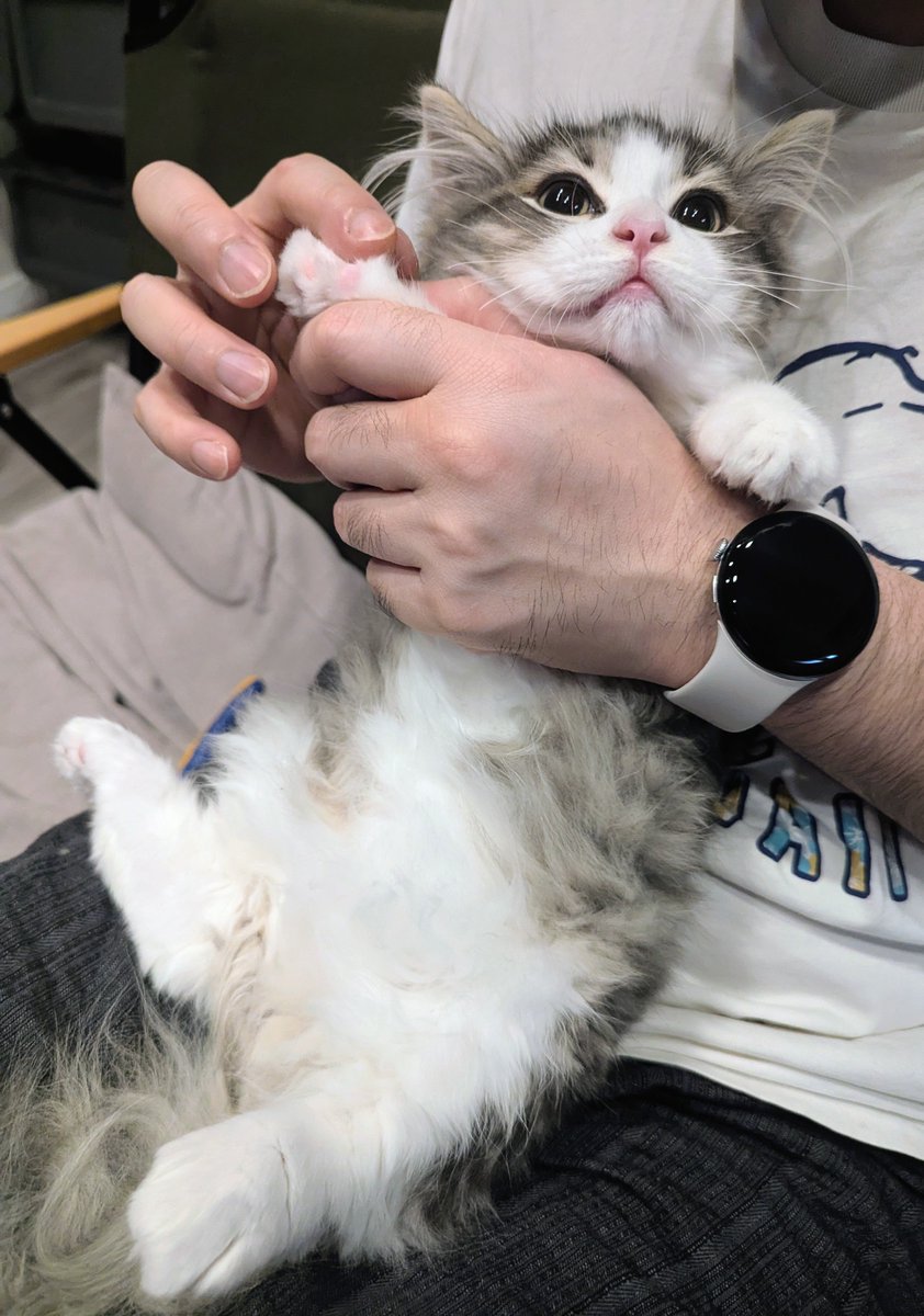 ヨル🐱🌲🇳🇴 tweet media
