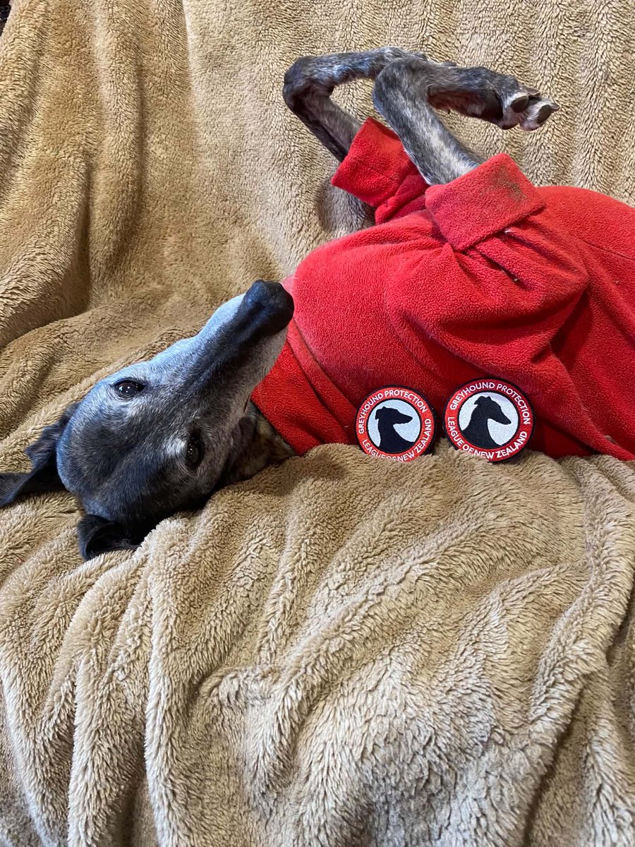 GreyhAwarenCork's tweet photo. Well done New Zealand.
Greyhound racing finally ended TODAY.
The question now is "Who will be next to ban greyhound racing?"
#YouBetTheyDie 
#ThisRunsDeep 
#BehindTheTrack 
#PetsNotBets
#RescuedNotRetired https://t.co/ErjCfOJnUg