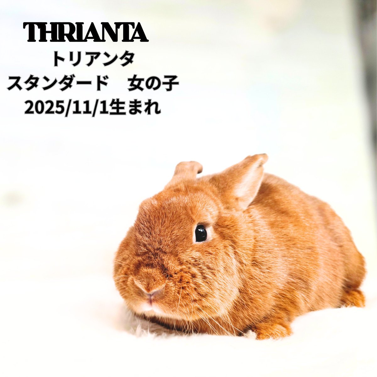 monlapin_rabbit's tweet photo. ショップには40匹以上の様々な品種、カラーのうさぎさんがおります✨

夏休みセールも大好評実施中です！！
当店のホームページもご覧ください。
https://t.co/MQKvlvVE6c

#モンラパン#うさぎ専門店 https://t.co/uxSPrSxHXW