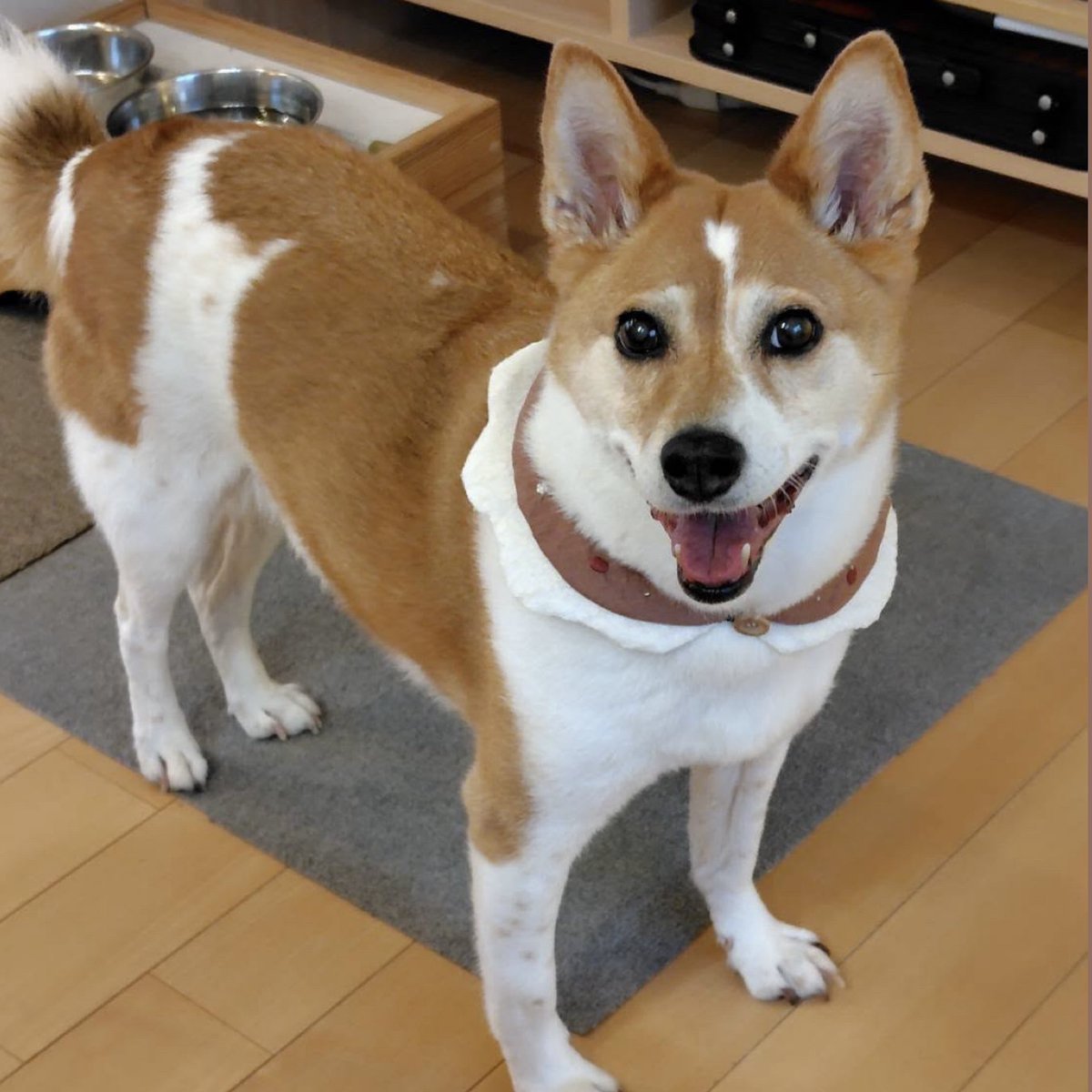 nukumori_animal's tweet photo. 🐕 ͗ ͗オーダー作品🍎
りんごケーキ風つけ襟【～45cmサイズ】
ミックスの女の子ジーニーちゃん♡ 
@ange_s517  さんから見せて頂いたお写真を元にサイズやデザインをお聞きしながら、可愛いつけ襟に仕上がりました！ひとつひとつりんごの刺繍にこだわっております🍎

 #わんちゃんつけ襟
 #刺繍 https://t.co/Msik1zPKLL