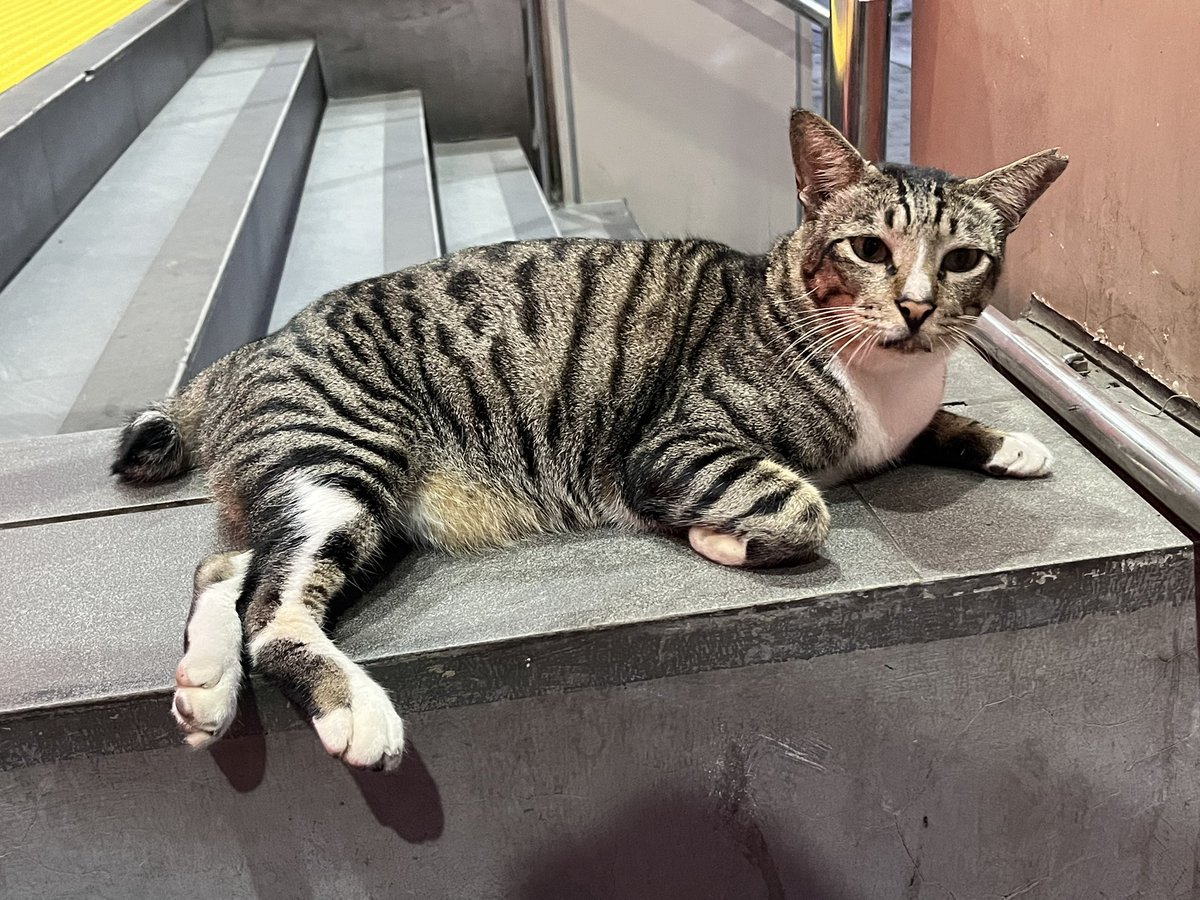 notaemain's tweet photo. @f____ia karena kucing stasiun lagi, ada yang tau engga sih kucing stasiun bni city gembrod ini kemana?? 😭😭😭 https://t.co/7rYKjroe3P
