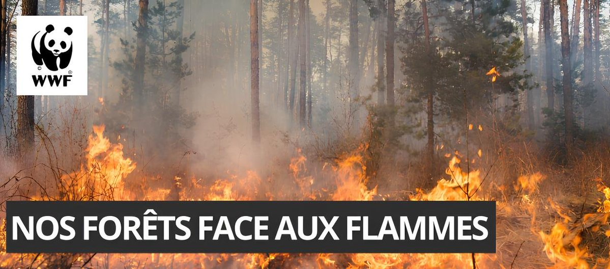 GiachelloB's tweet photo. Les grands incendies de forêt ne sont plus un risque exceptionnel, ni limité au Sud et aux Landes. Face au manque d'anticipation de notre @gouvernementFR, la réponse doit être citoyenne et locale.
https://t.co/QuYd66Leu9
#incendie #environnement #nature #foret #faune #flore https://t.co/IXubxuPvJ1