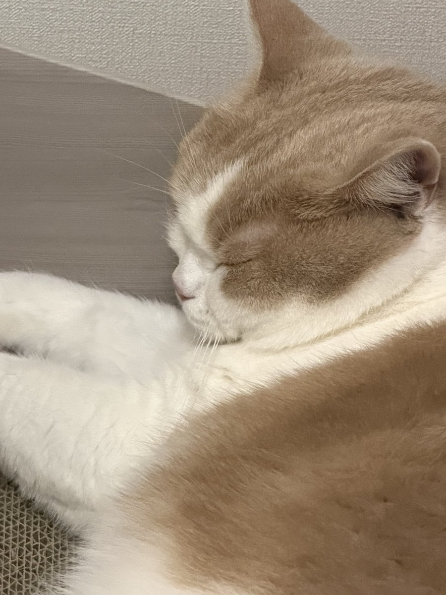 asagiyua's tweet photo. むぎ猫がすやすやしとるわ
(、.ო.)、

 #ちょこっとむぎ猫 https://t.co/WsTWNuXrNW