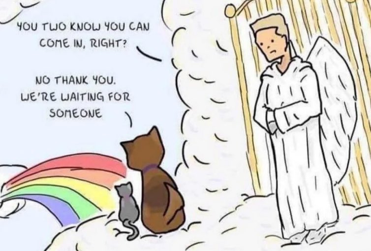 Olly the Cat, Monarch of The Moglets. RIP Maximus. tweet media