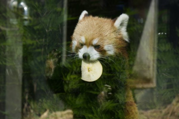 rodpanda21's tweet photo. レッドパンダ 🍙
上野動物園
ガラス

#lesserpanda #redpanda #レッドパンダ #小熊貓 #シセンレッサーパンダ #レッサーパンダ 
#動物園 #動物 #animal #zoo #動物写真好きな人と繫がりたい #動物好きな人と繫がりたい #動物が好き #レッサーパンダが好き #動物写真 #動物園写真 
#上野動物園 

🐥 https://t.co/TYvSDlhPWb