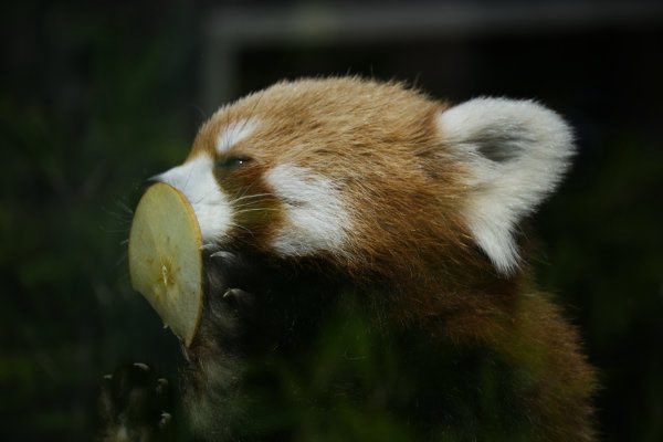 rodpanda21's tweet photo. レッドパンダ 🍙
上野動物園
ガラス

#lesserpanda #redpanda #レッドパンダ #小熊貓 #シセンレッサーパンダ #レッサーパンダ 
#動物園 #動物 #animal #zoo #動物写真好きな人と繫がりたい #動物好きな人と繫がりたい #動物が好き #レッサーパンダが好き #動物写真 #動物園写真 
#上野動物園 

🐥 https://t.co/TYvSDlhPWb