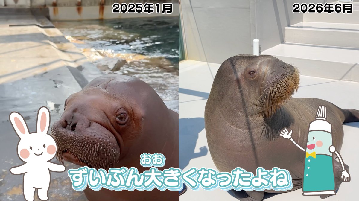 hamigakiusagi1's tweet photo. いちこちゃんファンの皆さまへ！
明日8/1朝8:00にいちこちゃんの
キバキャッププロジェクト動画第２弾を公開します！
鳥羽水族館に移動してからも
いちこちゃんとのチャレンジは続いております！
どうぞご覧ください✨
https://t.co/bgwqRdDAGo
 #いちこ　#セイウチ　#鳥羽水族館　#うみたまご https://t.co/OofKaBkKKJ