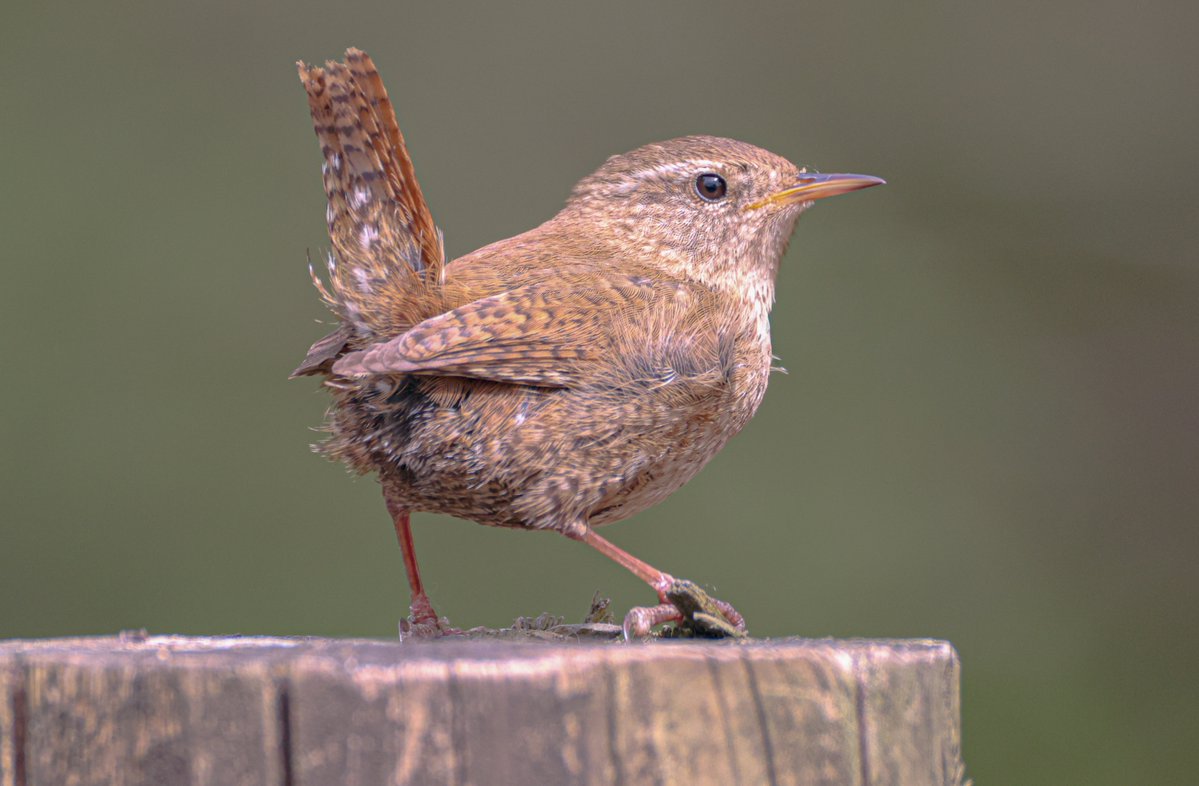 sykesjeff's tweet photo. Eurasian Wren https://t.co/AtqvOetH2A