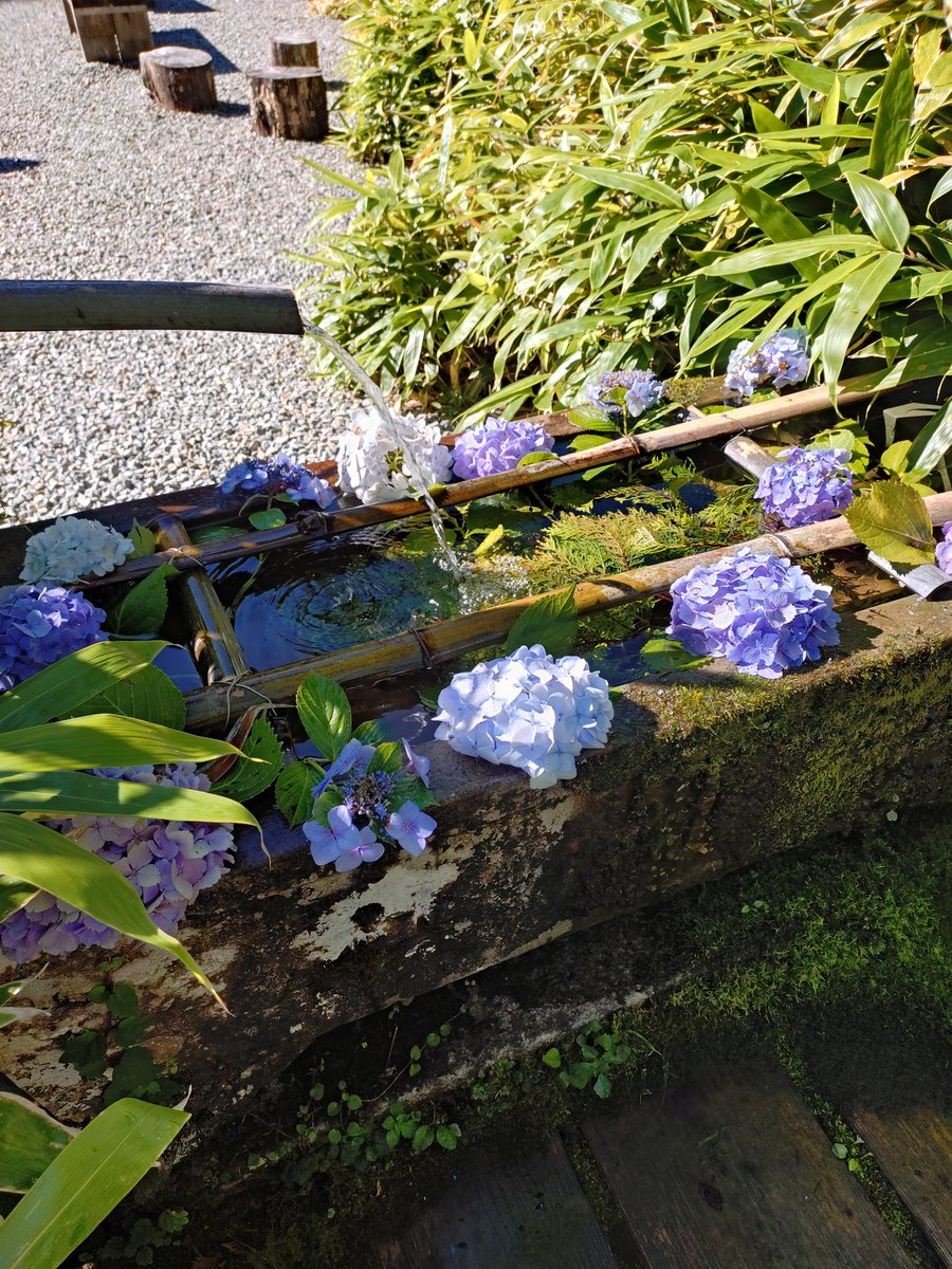 fukukubo's tweet photo. 徳島の劔神社へ。
手水がアジサイやヒノキが添えられていて、何とも涼しげ。お清め塩を購入させていただきました。 https://t.co/lRbS7NQSb5