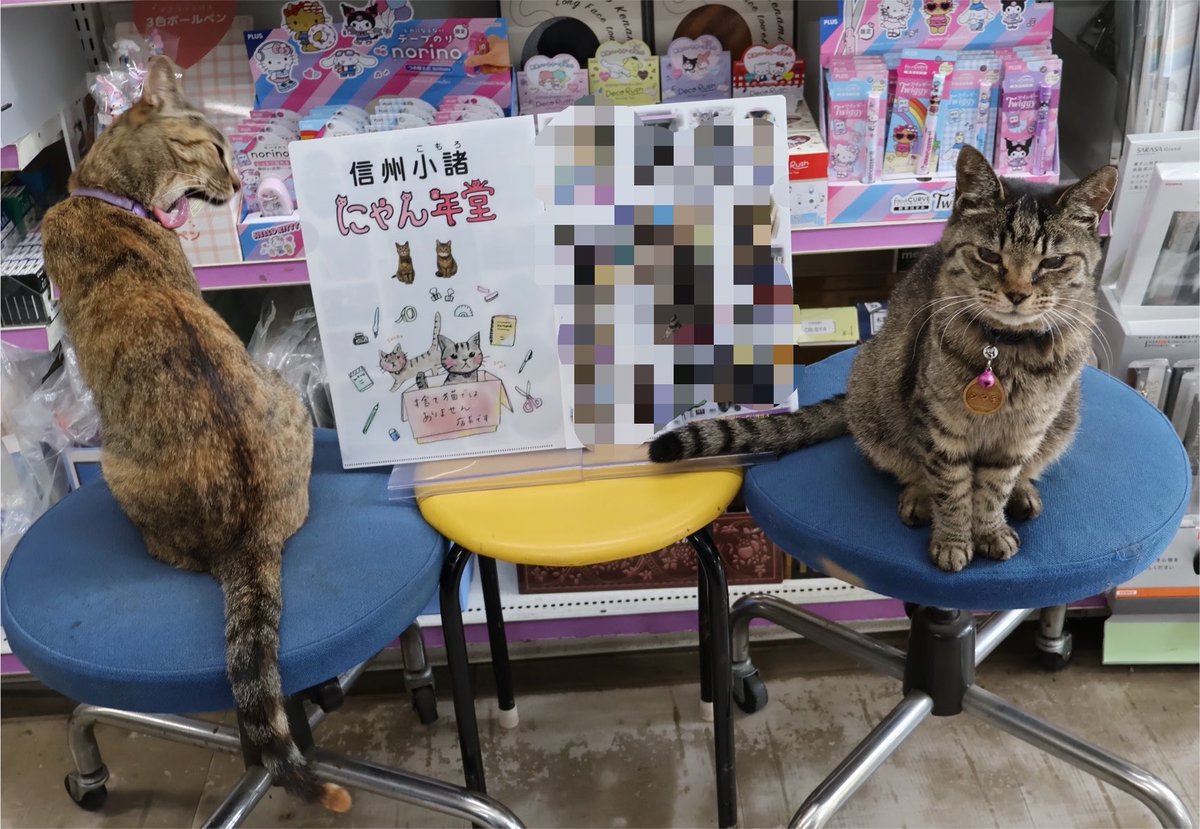 nyannendo's tweet photo. シマシポの商品紹介
シマシポのクリアホルダー第2弾
写真をてんこ盛り（多すぎた感）
どれも面白かわいくて削れなかったの
明日2026/08/01から販売開始
シマシポファンはぜひゲットしてニャー
どの写真が載ってるか実物確認してニャー
シポ子ペロリンチョ、結構舌長くてびっくり（画像2枚目） https://t.co/BjUVojy3V1