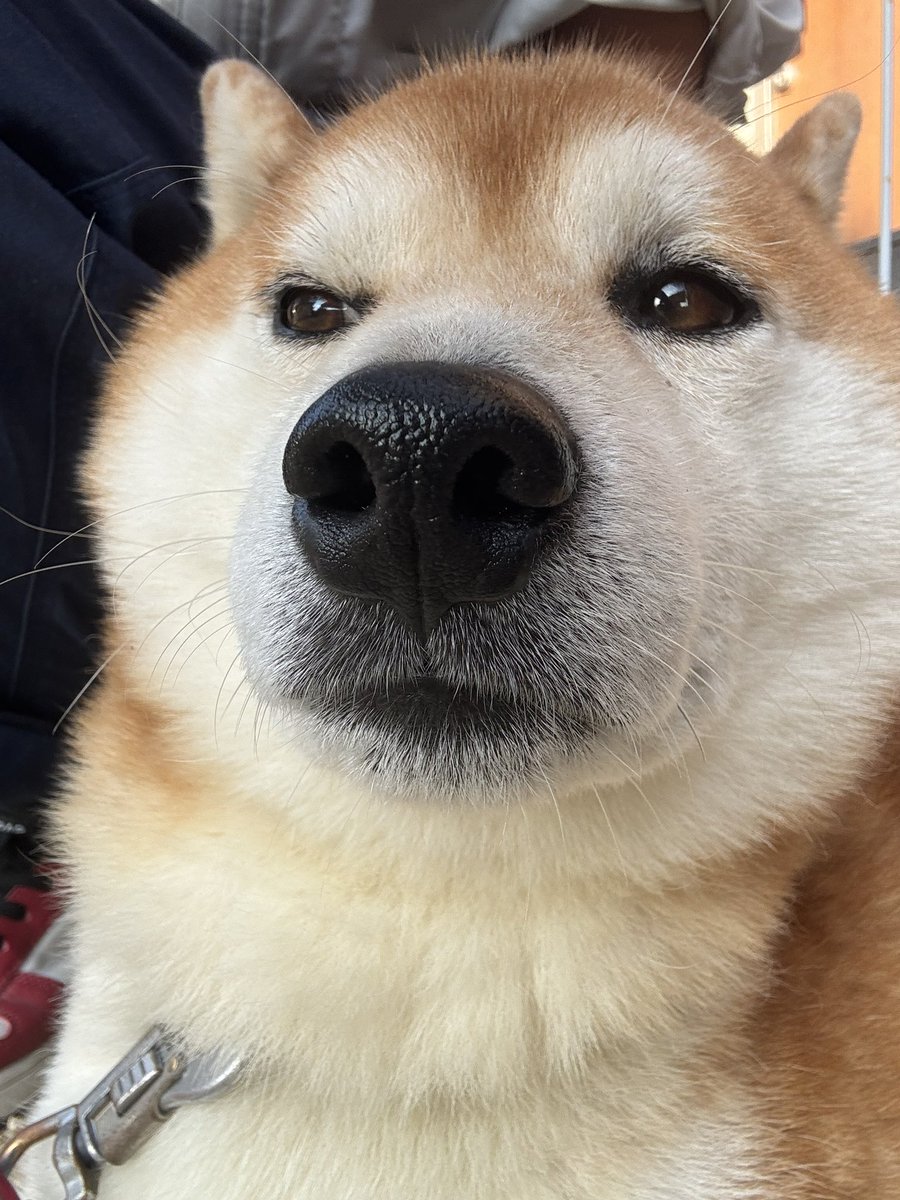 O3mtY3AYytd1wzu's tweet photo. ふふっ、七月が終わる…色々あったなー、散歩とか、散歩とか、散歩とか🐕✨✨✨ https://t.co/QCR0WYT16n