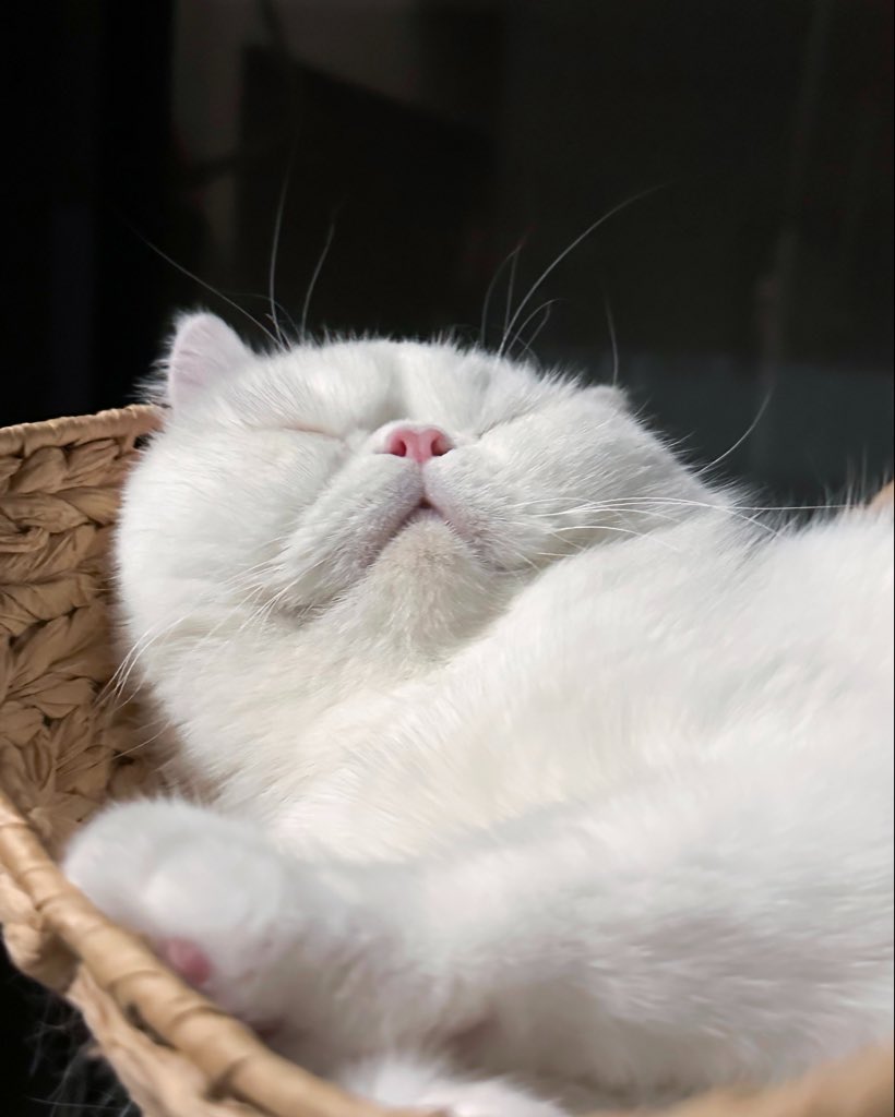 coconut_miracle's tweet photo. 花びらの中で眠る妖精さんみたい https://t.co/6ytbgSG6yj