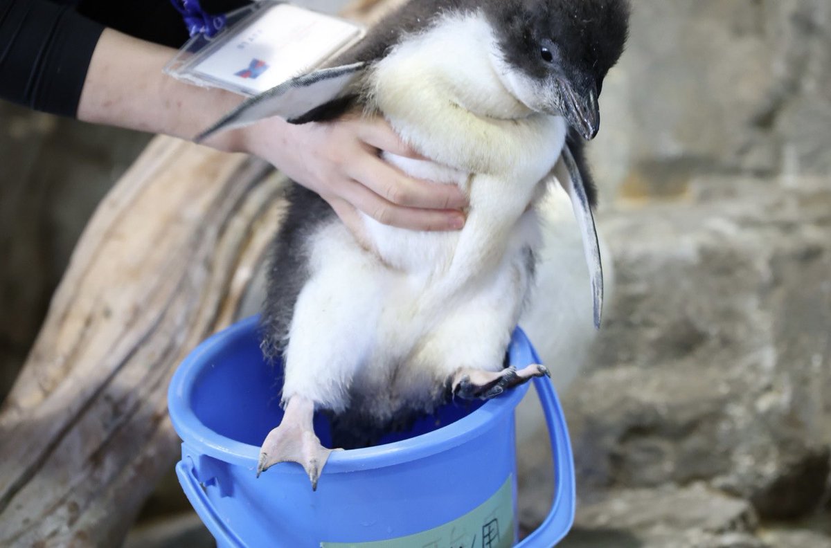 pengento42532's tweet photo. バケツへの抵抗 
#海遊館
 #ミナミイワトビペンギン https://t.co/VghD299QOD
