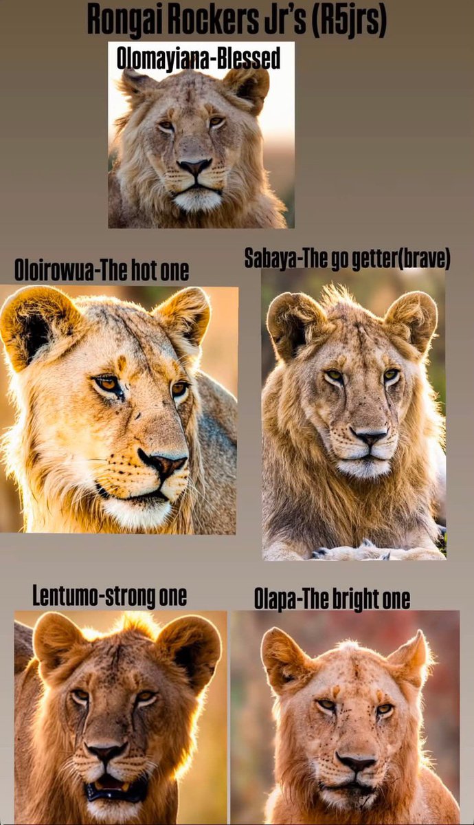 LIONLOVERS5's tweet photo. Rongai Rockers 2.0 have been given names!!

Olomayiana and Oloirowua - Bearface's Sons
Sabaya and Lentumo - Nafia's Sons
Olapa - Nakisa's son
Info by Bv Bv
Named by guide brian_wild_gallery 

📸: brian_wild_gallery https://t.co/JLqUuzwo5f