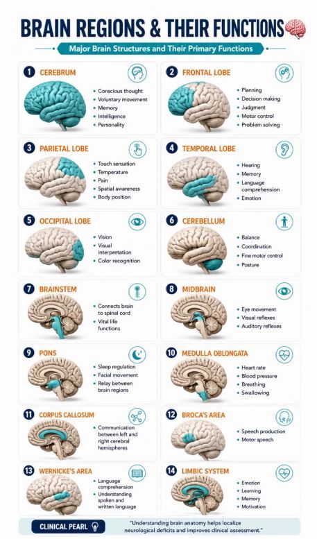 VitalViz's tweet photo. Brain regions &amp;their Functions . https://t.co/aRFKqyQLBG