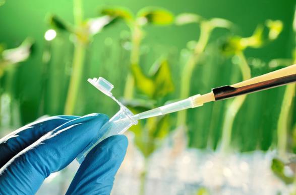 lifeasible's tweet photo. Gene Overexpression in Plants
Gene overexpression to elucidate plant gene function has been used as an alternative or complementary method to loss-of-function approaches.
https://t.co/884PserJQQ https://t.co/epOtnlcSj4