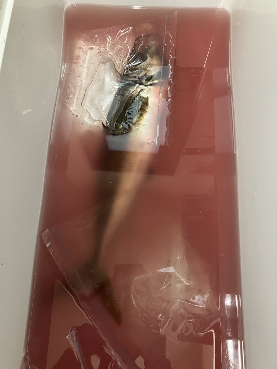 oki38tsuri's tweet photo. 7月31日（金）八景タチウオ船🐟

次男を連れてテンビンタチウオに🎣

無風でとにかく暑く、シャくるたびに汗だく🥵

大型の活性高く、テンビンでもドラゴンサイズを3本ゲット🐉

次男も無事にドラゴンサイズを釣り上げ満足した模様😊

外道にギガアジ🙄も釣れてお土産になりました✌️

#天秤タチウオ https://t.co/86T2iAoYIB