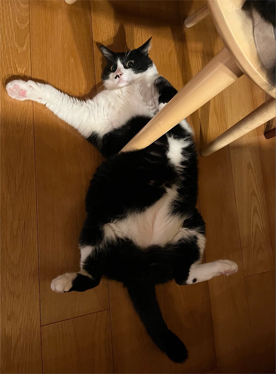 Kyukine5's tweet photo. アナタ猫らしくない
もしかして
猫じゃないかもしれないw

 #猫と暮らす  #ハチワレ  #猫 https://t.co/qc1F56cM1Q