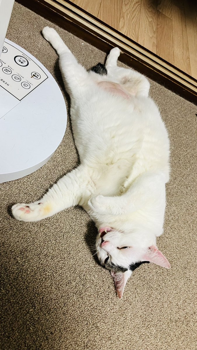motoichi561's tweet photo. いけめんはまいにちおくすりをのんでいるのな！えらすぎるのな！わんらんくしょくじのぐれーどがあがってもふしぎではないはずなのな！ https://t.co/h7rguaCPRu