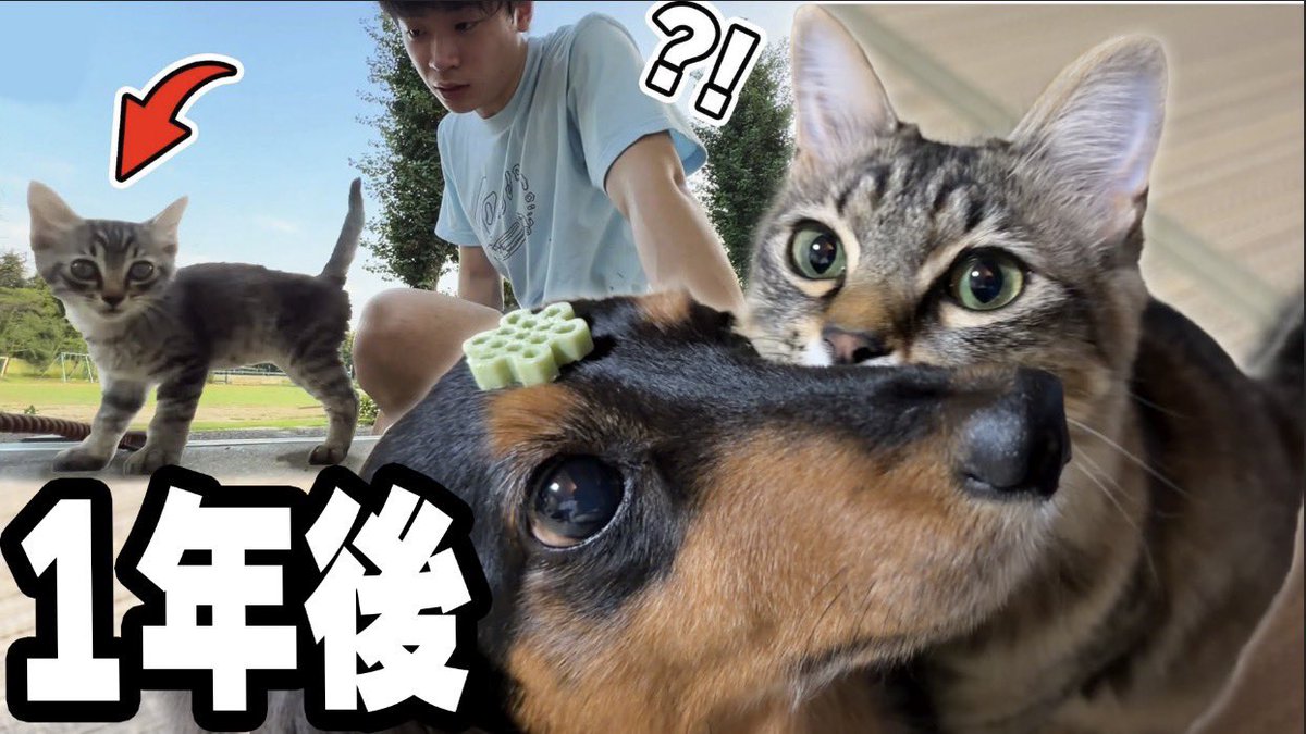 sushi_riku's tweet photo. 学校に現れた迷子の子猫と、臆病な犬が心を通わせるまで【1年間の記録】 https://t.co/5x064vFayF https://t.co/pqP6m0qkMu