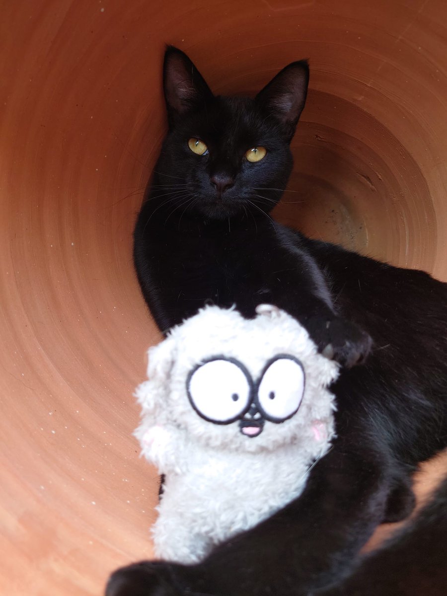 SimonsCat's tweet photo. LAST DAY - Pre Order our plushie charms here: https://t.co/5YAm34gB7Z  😝😽 https://t.co/UgB7356Hjw