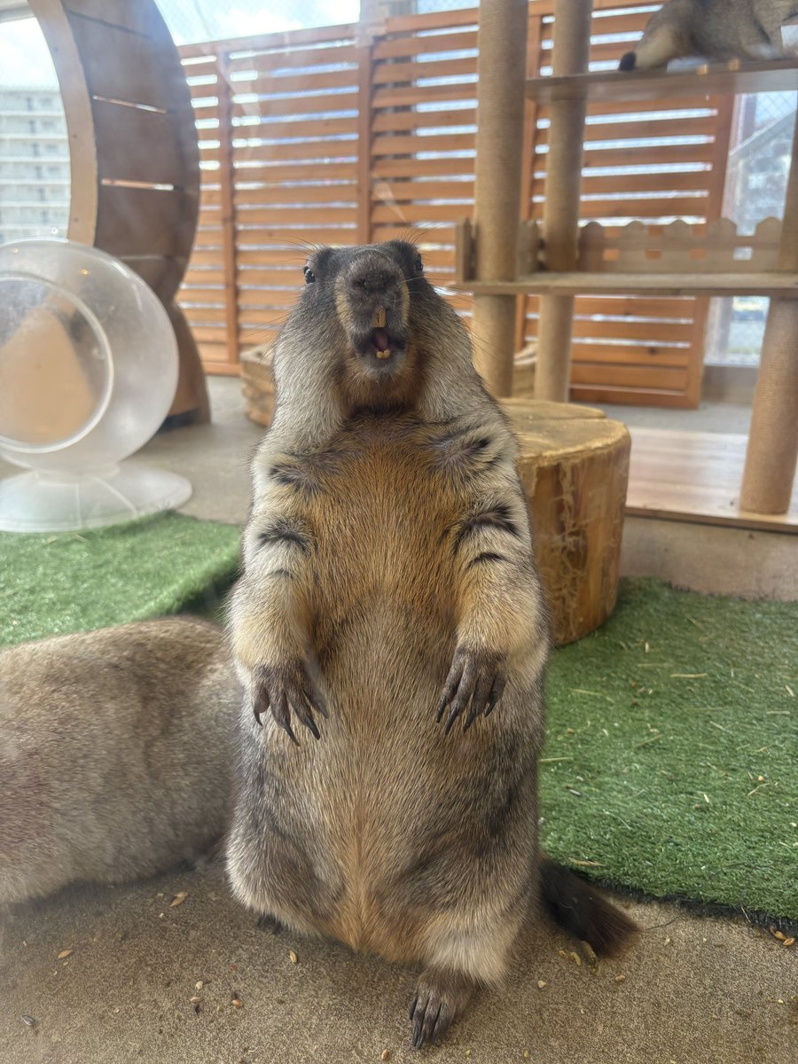 o_o115115's tweet photo. マーモット。マモ。マモ。 https://t.co/k8yh9mEmFg